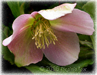 Helleborus orientalis