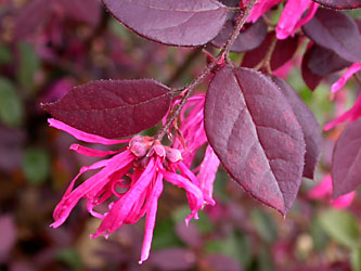 Loropetalum chinensis 'Sizzlin' Pink'