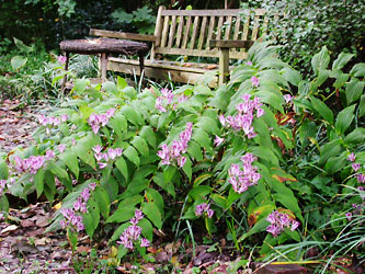 Tricyrtis