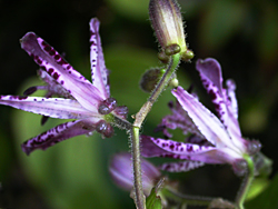 Tricyrtis