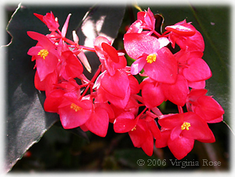 Angelwing Begonia