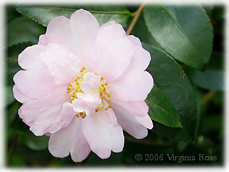 Camellia sasanqua