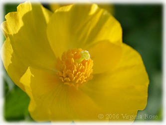 Celadine Poppy