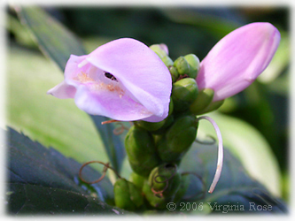 Chelone