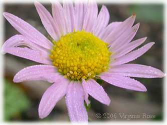 Chrysanthemum 'Clara Curtis'