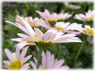 Chrysanthemum 'Sheffield Pink'