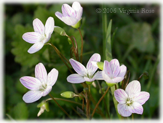 Claytonia