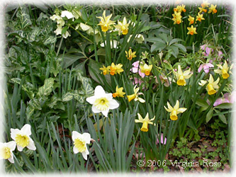 Early Spring Flowers