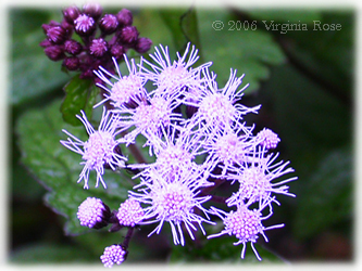 Hardy Ageratum