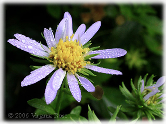 Heteropappus 'Blue Knoll'