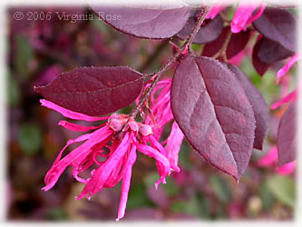 Loropetalum 'Sizzlin' Pink'