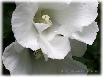 Rose-of-Sharon - white