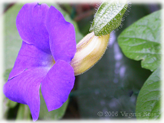Thunbergia battiescombei - 