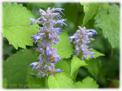 Agastache 'Golden Jubilee'