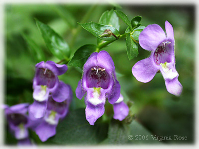Angelonia