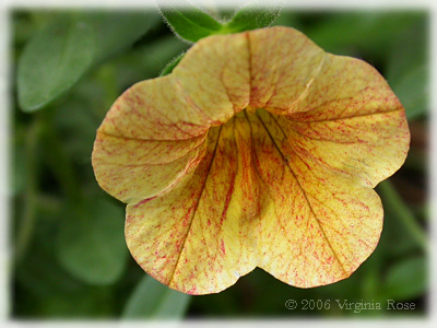 Calibrachoa 'Million Bells Terra Cotta'