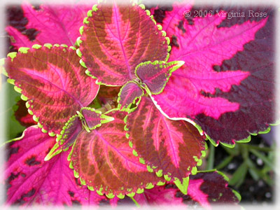 Coleus