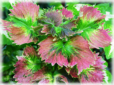 Coleus