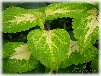 Coleus