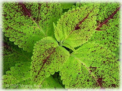 Coleus