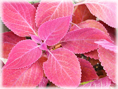 Coleus