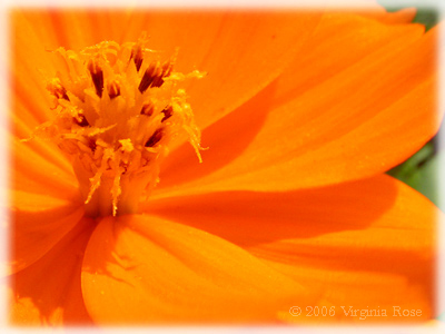 Cosmos 'Cosmic Orange'