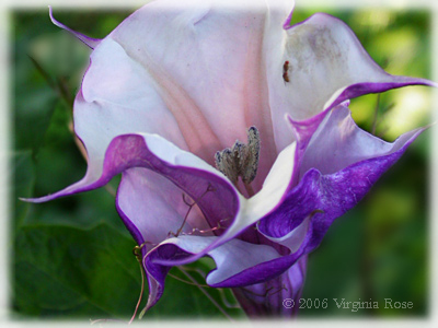 Datura 'Blackberry Swirl'