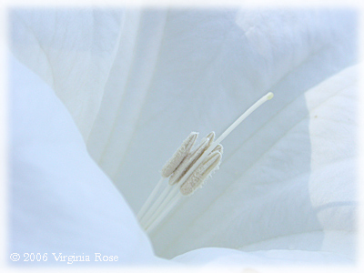 white Datura