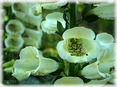 Foxglove