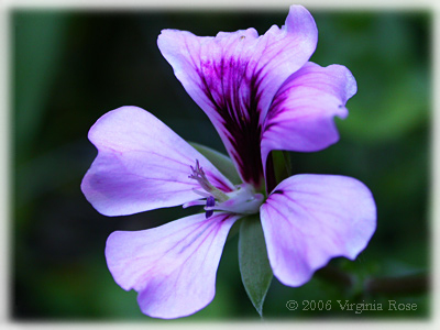 Ivy-leaf Geranium