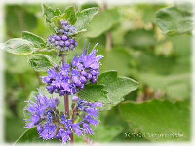 Caryopteris
