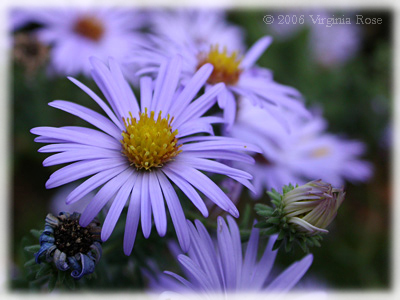 Heteropappus 'Blue Knoll'