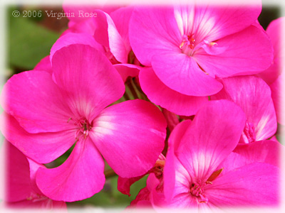 Pink Geranium
