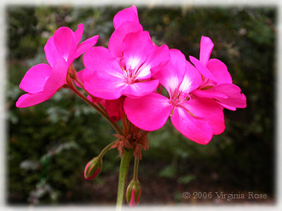 Pink Geranium