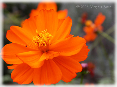 Cosmos 'Cosmic Orange'