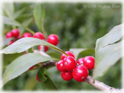 Ilex vomitoria 