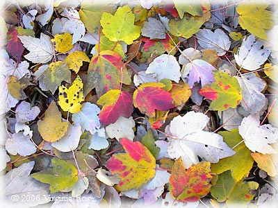 Red Maple Fall Colors
