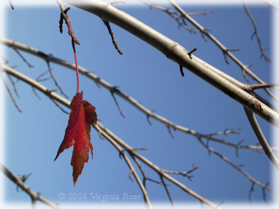 Last Leaf