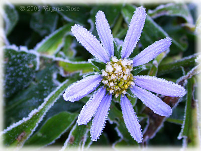 Heteropappus 'Blue Knoll' after Frost