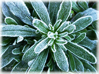 Heteropappus Rosette after Frost