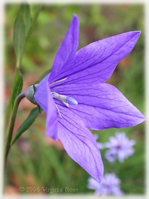 Platycodon grandiflorus - 