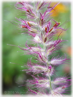 Pennisetum orientale 'Karley Rose'