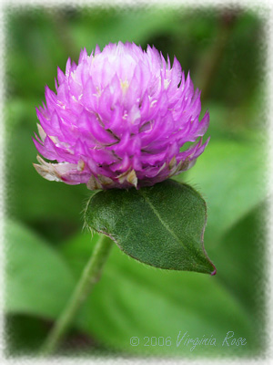 Gomphrena globosa