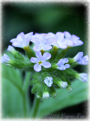 Heliotropium 'Azure Skies'