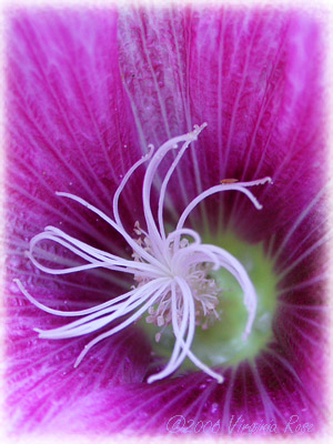 Pink Hollyhock