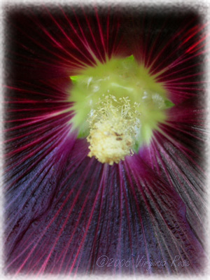'Black' Hollyhock