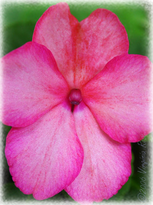 Impatiens walleriana 'Pink Picotee'