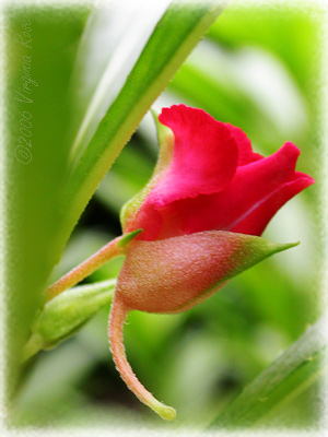 Impatiens balsamina bud showing spur