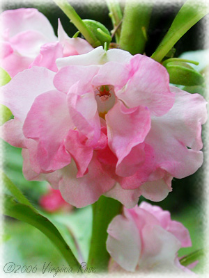 Impatiens balsamina