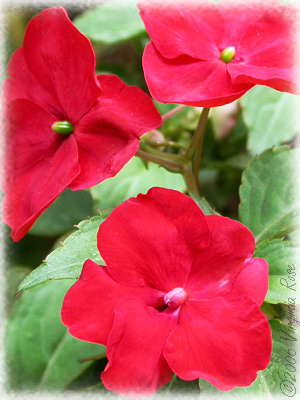 Impatiens walleriana